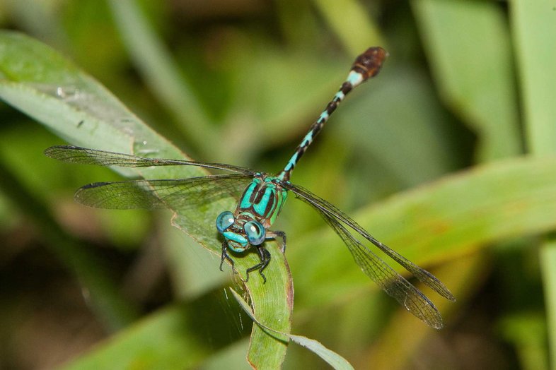 Blue-faced-Ringtail dragonfly resting on a blade of grass
