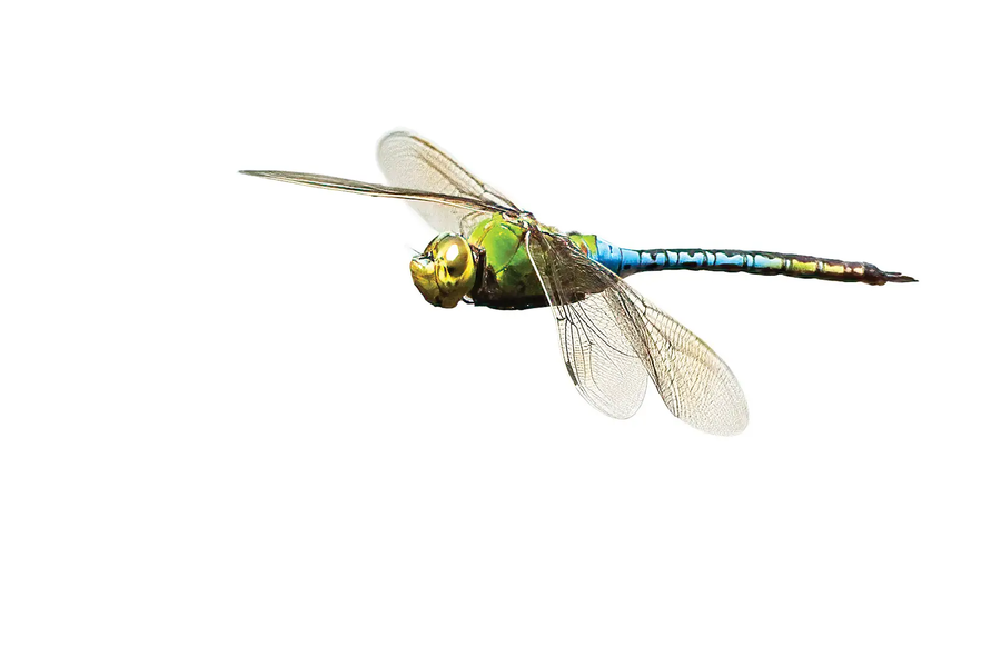 Blue and Green Dragon fly in flight