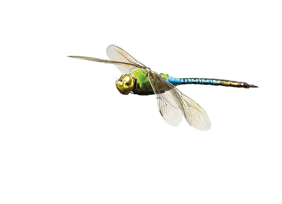 Blue and Green Dragon fly in flight