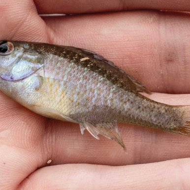 Bluegill fish in a hand.