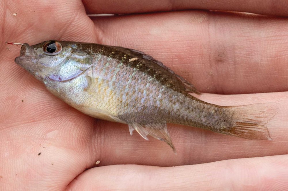 Bluegill fish in a hand.