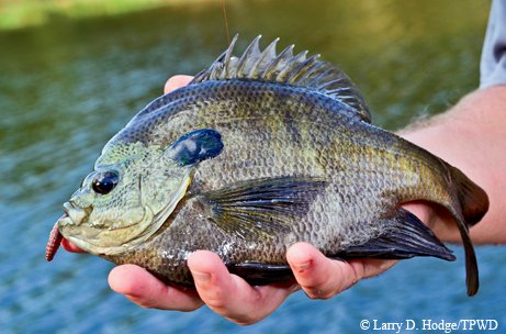 Bluegill in hand