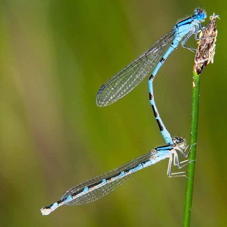 Boreal-Bluet dragonfly on stem