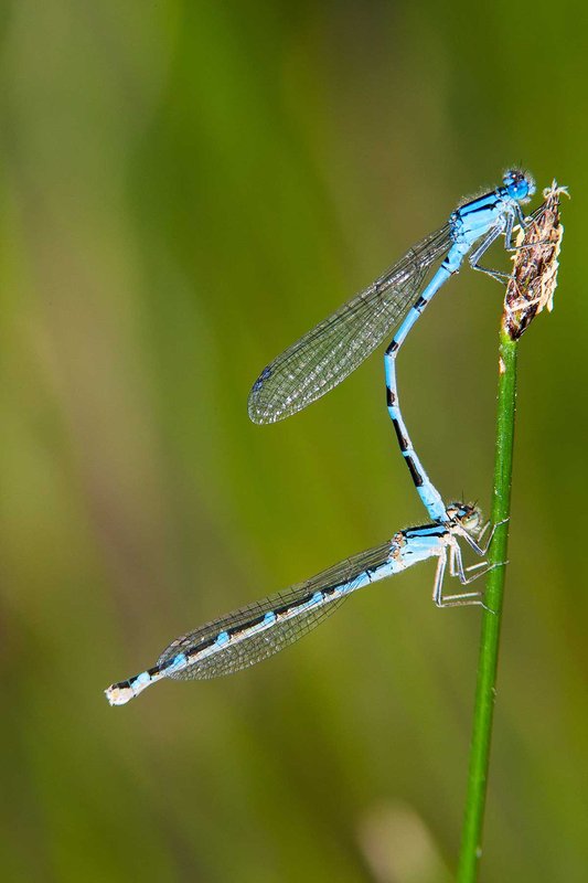 Boreal-Bluet dragonfly on stem