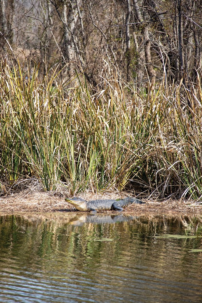 Alligator at Brazos Bend