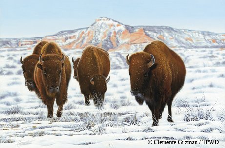 Buffalo at Caprock Cayon SP Snow