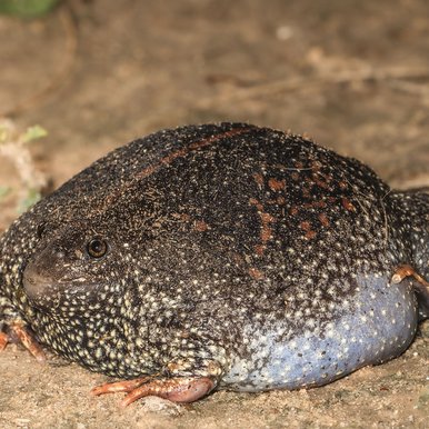 BurrowingToad
