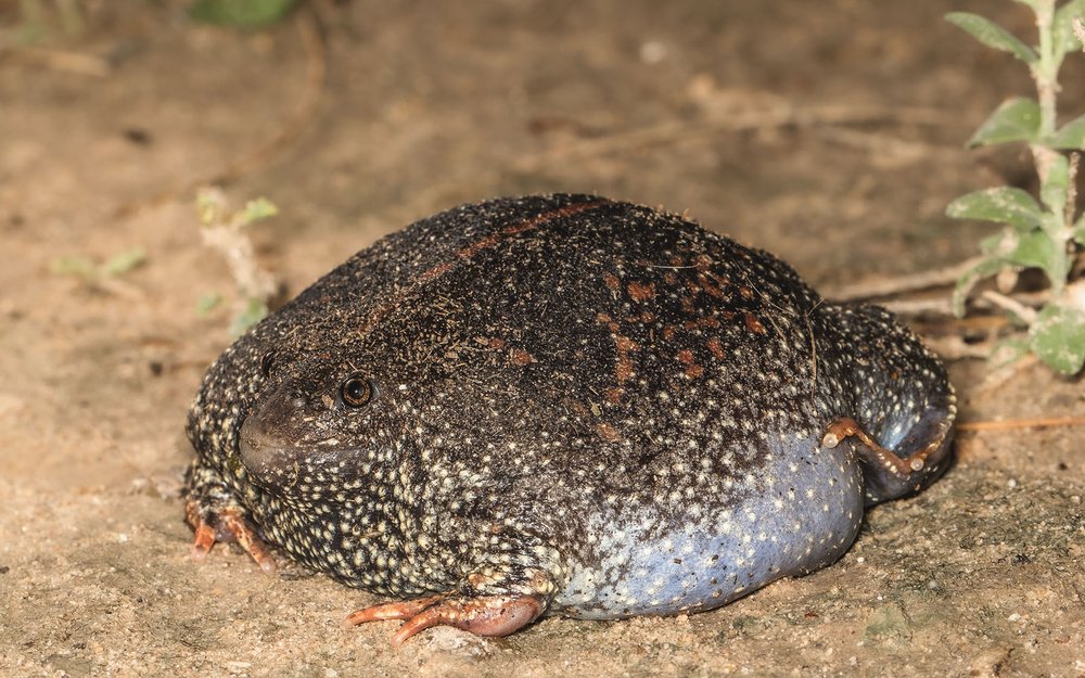 BurrowingToad