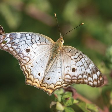 Brown and white butterfly resting on a twig.