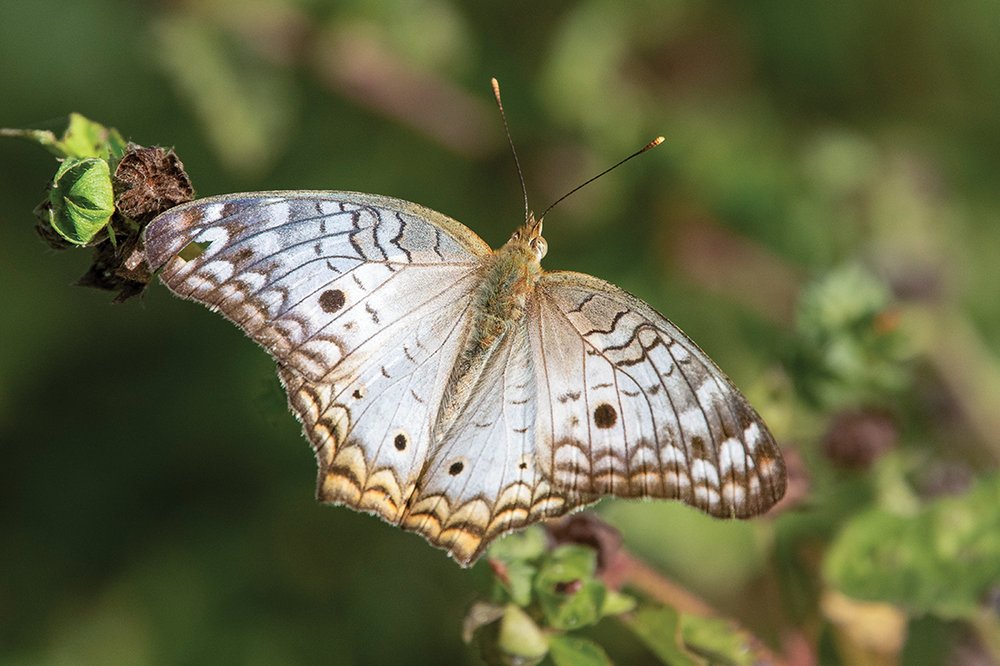 Brown and white butterfly resting on a twig.