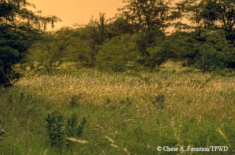 Caddo National Grasslands
