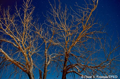Barren Trees at night in Caprock Canyon State Park in Texas