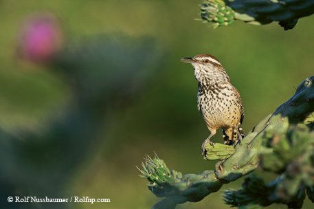 Cactus Wren perched on a cactus