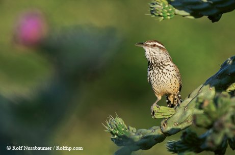 Cactus Wren perched on a cactus