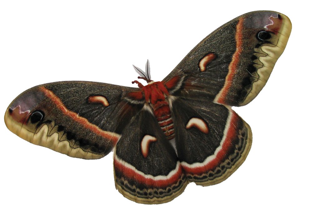CECROPIA (Hyalophora Cecropia) moth that is mostly a blackish brown with a red body and a red and with line with in the wing. The outer wing is striped in a yellowish brown