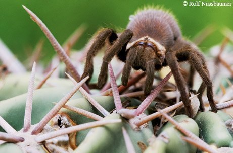 Tarantula crawling over cacti