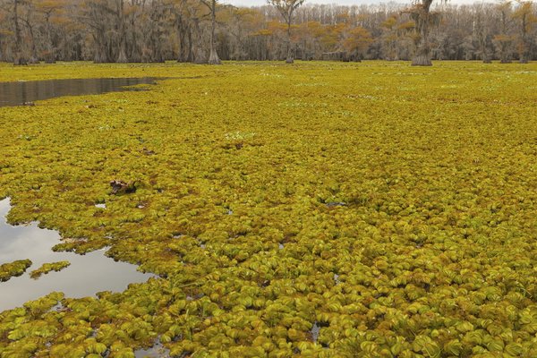 giant salvinia growing in Caddo Lake