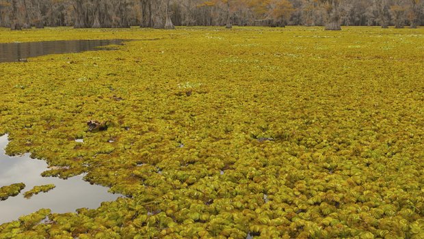 giant salvinia growing in Caddo Lake
