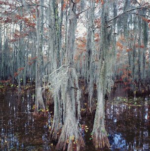 Cypress trees in Caddo Lake State Park