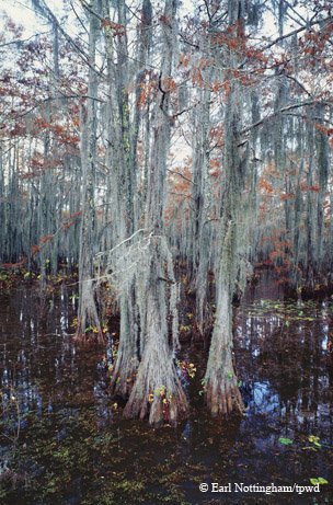 Cypress trees in Caddo Lake State Park