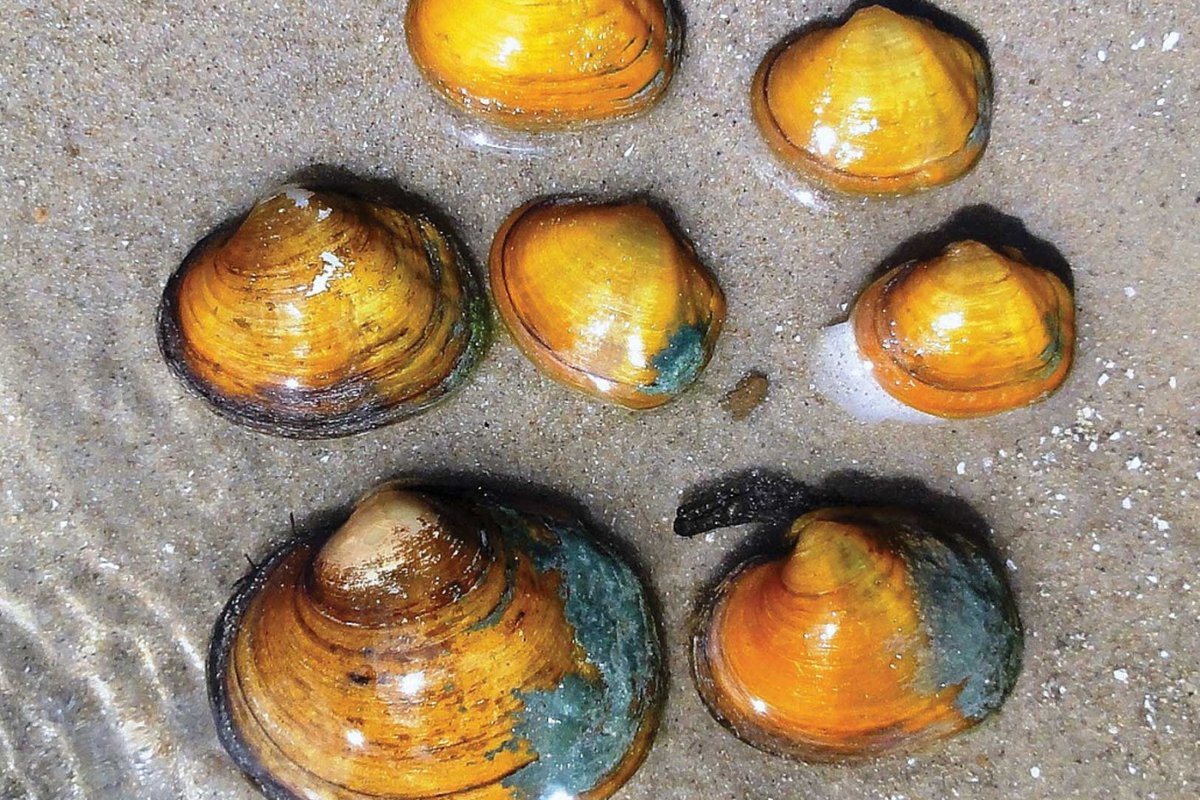 Candidate Mussel sitting in shallow water on a sandy shore.