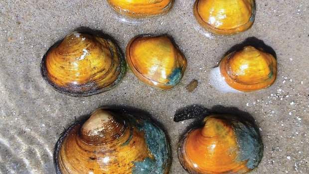 Candidate Mussel sitting in shallow water on a sandy shore.
