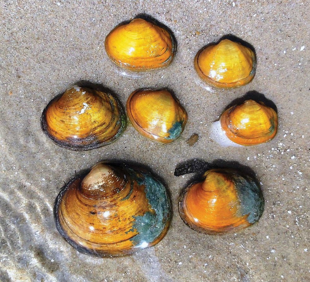 Candidate Mussel sitting in shallow water on a sandy shore.