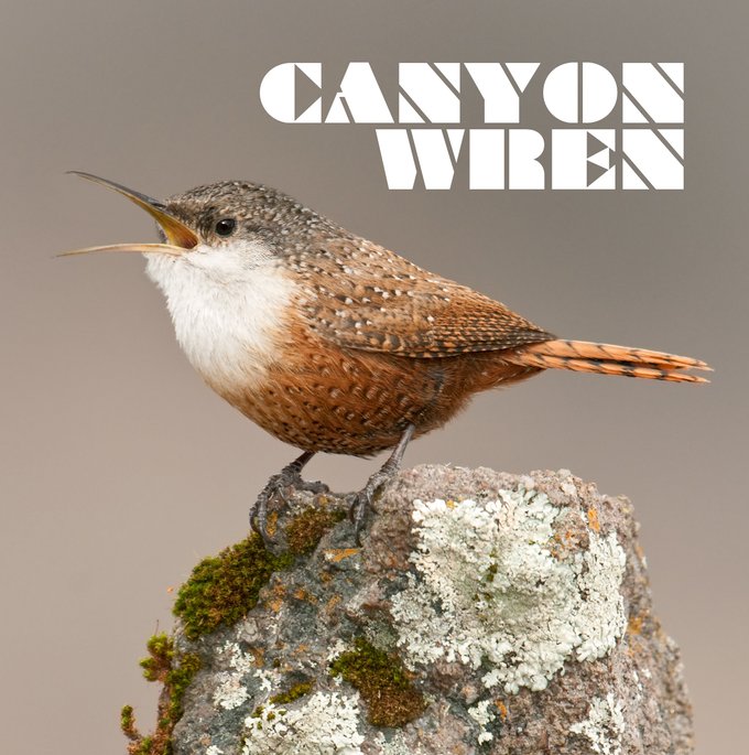 White, reddish brown and black Canyon Wren sitting on a rock with the words "Canyon Wren" Printed above