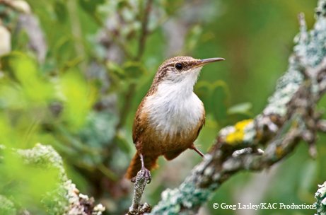 Canyon Wren 0039 GWL 06977