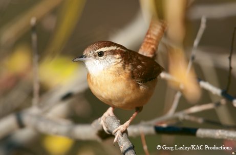 Carolina Wren 0010 GWL 08349