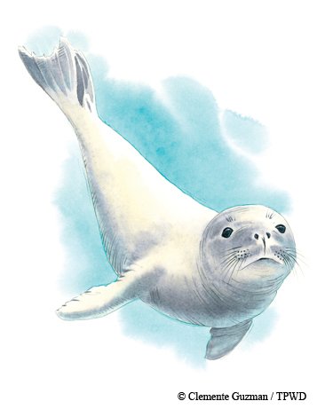 Illustration of Caribbean Monk Seal with blue water behind it