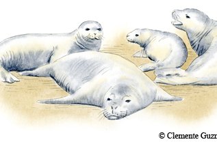 Illustration of Caribbean Monk Seal group of 4 on the sand