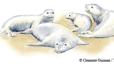 Illustration of Caribbean Monk Seal group of 4 on the sand