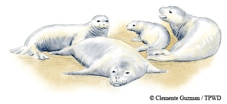 Illustration of Caribbean Monk Seal group of 4 on the sand