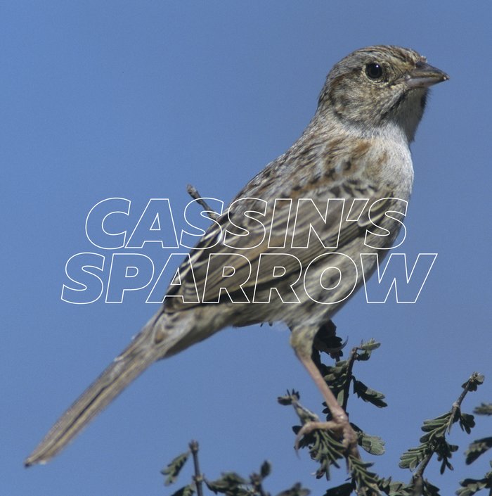 grey, brown and white Cassins sparrow perched on top of a shrub
