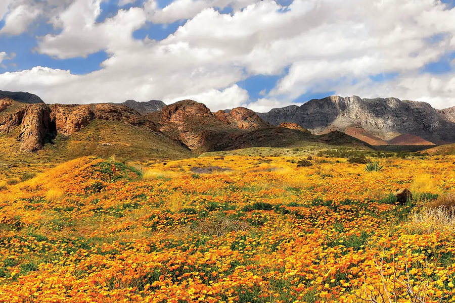 Castner Range field with gold flowers looking toward plateaus with clouds in the sky