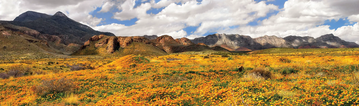 Castner Range field with gold flowers looking toward plateaus with clouds in the sky