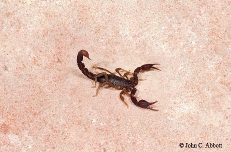 Cave Scorpion on the ground in a light rose colored cave