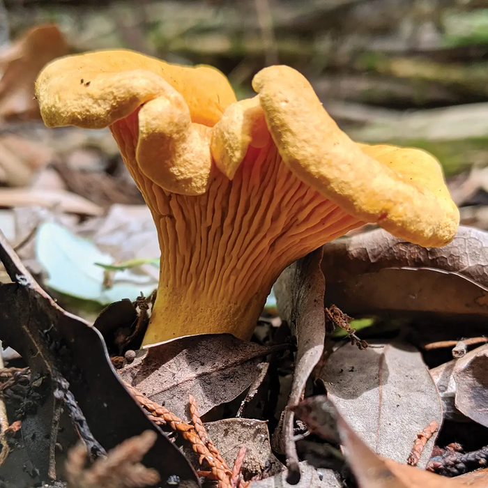 Chanterelles an orange wavy mushroom