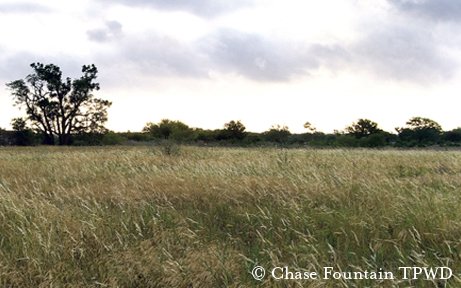Big field with long grass and big trees in the distance