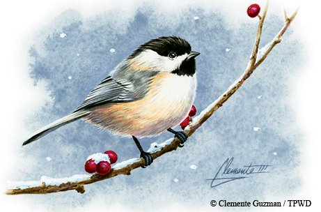 Chickadee Carolina sitting on a snow covered branch with berries