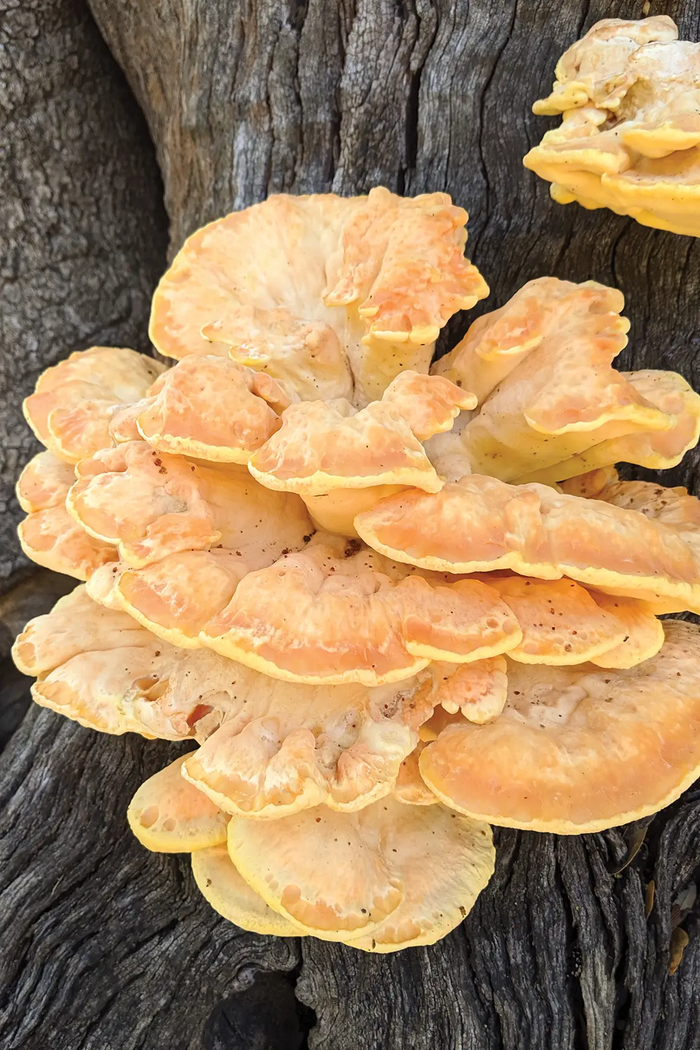 chicken of the woods mushroom on a tree