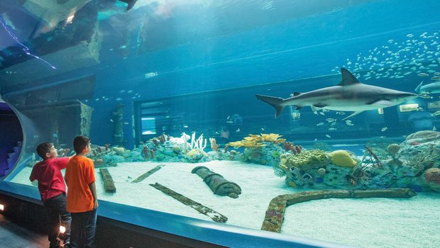 Children looking at sharks in an aquarium.