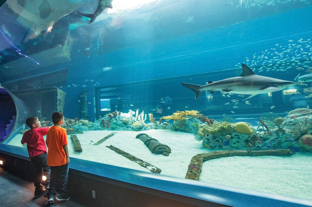 Children looking at sharks in an aquarium.