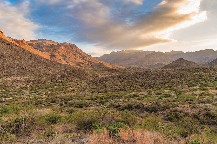 Chinati Mountains State Natural Area - a field with mountains in the background