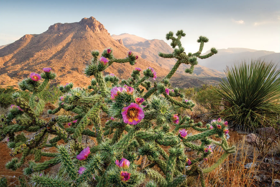 Flowering cactus in foreground of Chinati Mountains