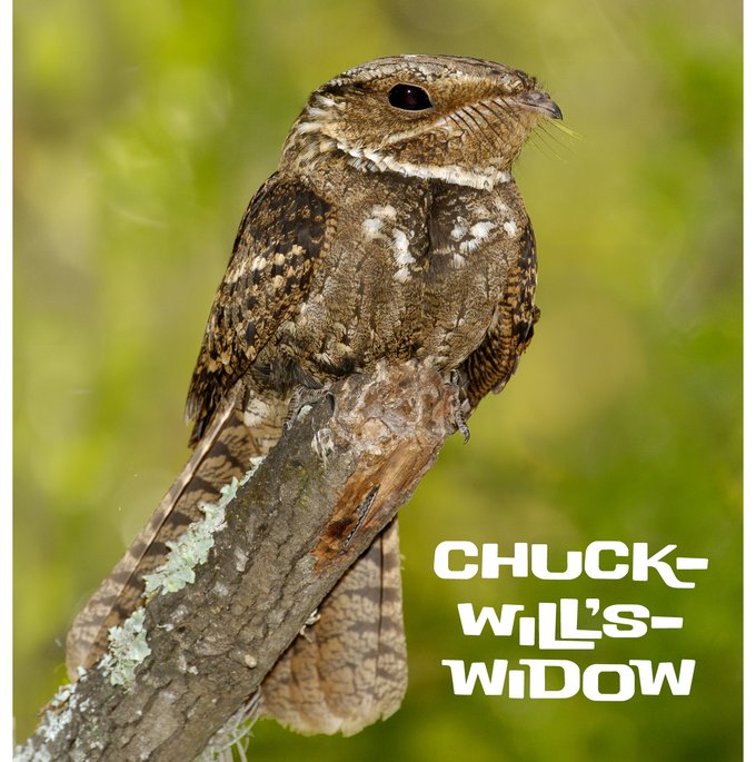 Chuck-Will's-Widow with brown and white speckles and a brown beak that blends into its face. The name is printed in the bottom right corner of the image