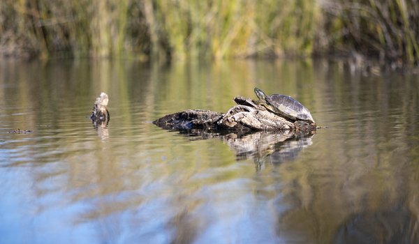 Turtles resting on a rock in the water.