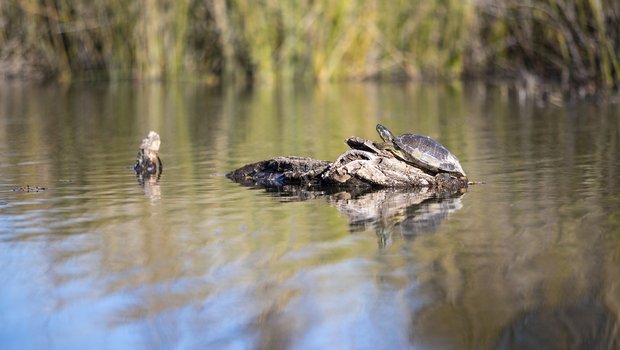 Turtles resting on a rock in the water.