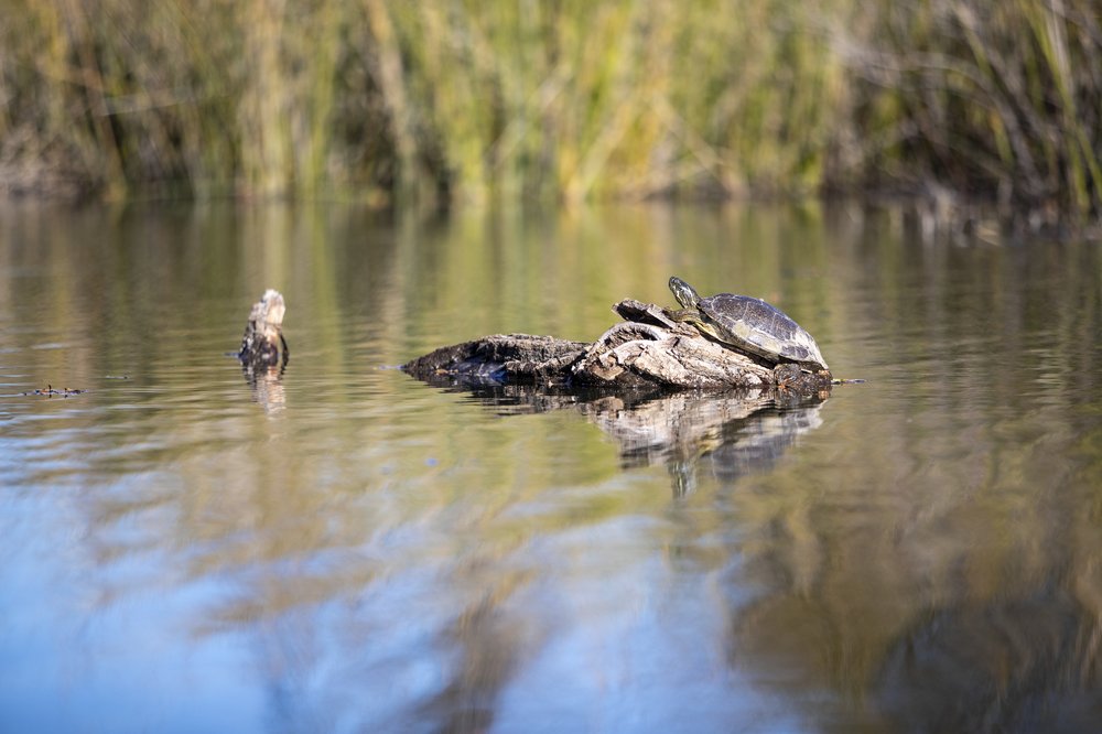 Turtles resting on a rock in the water.